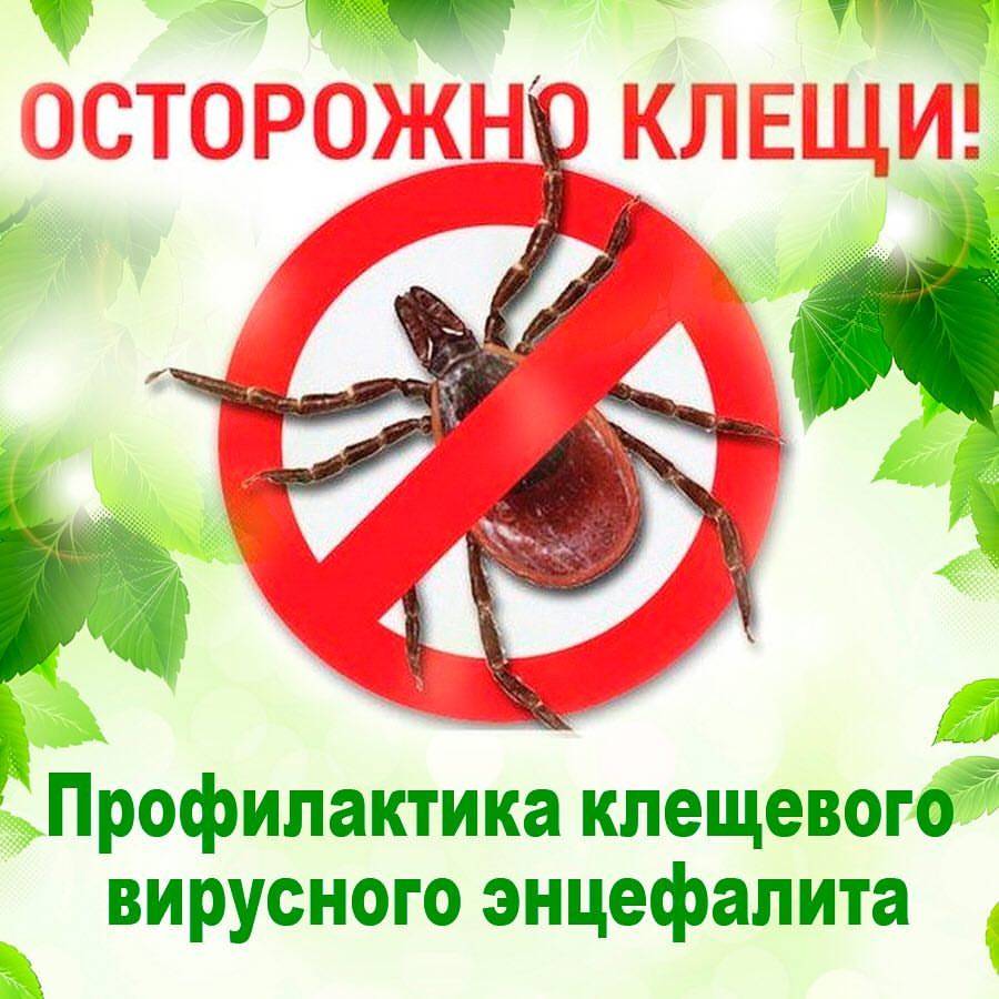 Анонс «горячей линии» по профилактике клещевого энцефалита.